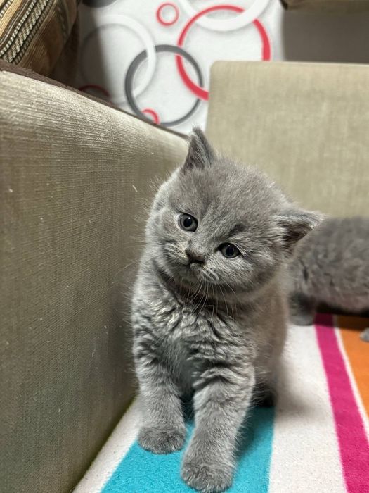 Шотландські котята