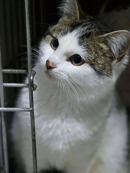 Дуже миле кошеня шукає дім ( киця, кішка, котик, кіт, котеня,кошенятко