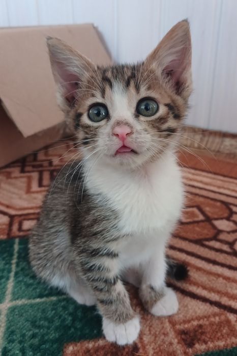 Віддаємо даром милих кошенят