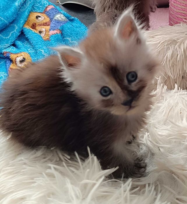 Bentley - Piękny kocurek Maine coon/prawdziwa domowa chodowla/