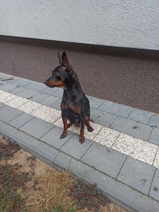 PINCZER xxs miniaturowy ratlerek szczenię PIESEK mini