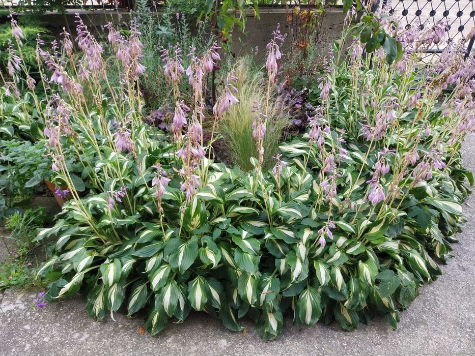 Hosty funkie 20 sadzonek