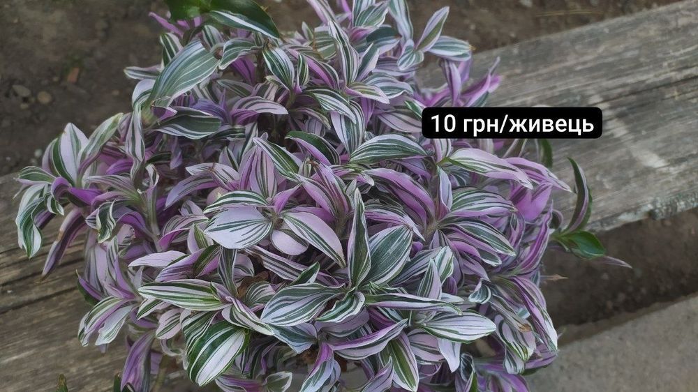 Традесканції частина 2