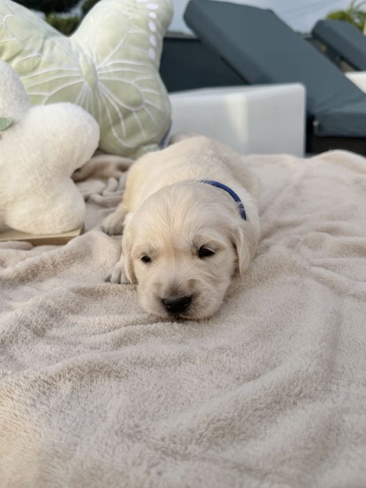 Golden Retriever menino