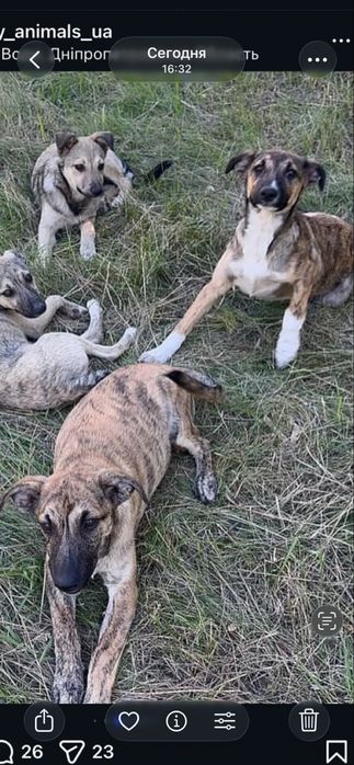 Щенки девочки ищут заботливые ручки