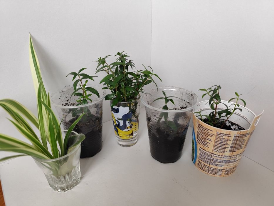 Мирт, вазонки прищепи мирта