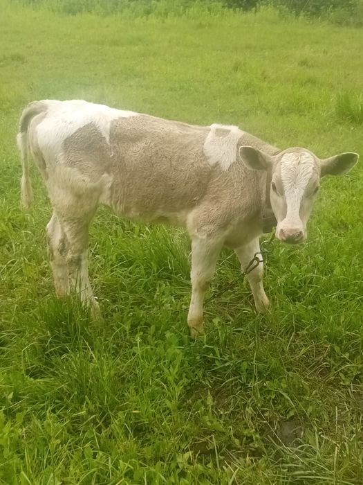 Продається тільна два місяці  коровка і теличка всі питання  по телефо