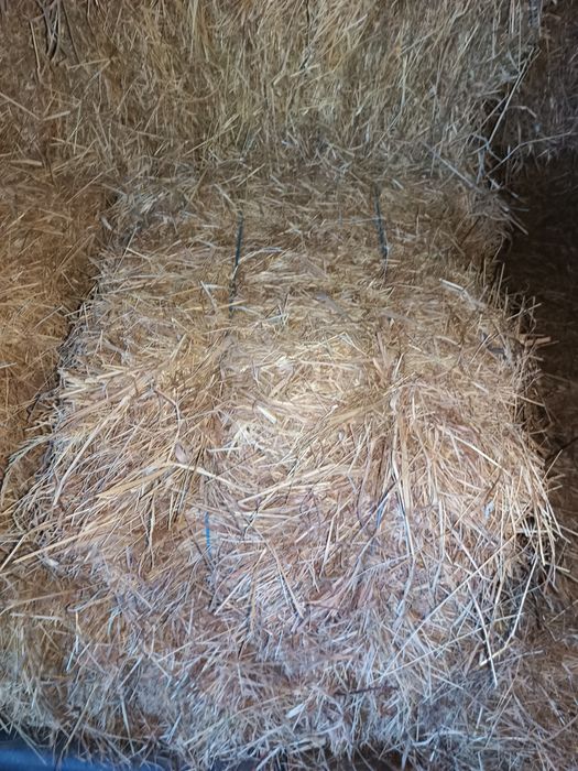 Fardos palha de azevém