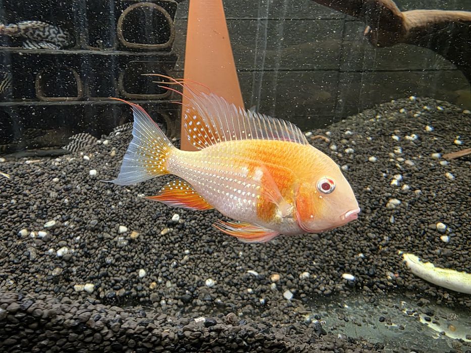 Ziemiojady Acarichthys heckeli albino dobrane pary.