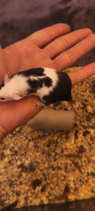 Myszki samca zdrowie młode osobniki