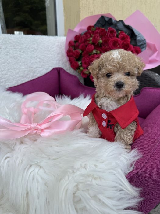 Карамельні мальтипушки