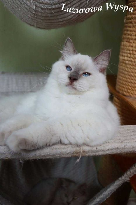 Ragdoll Cherubim Ganges