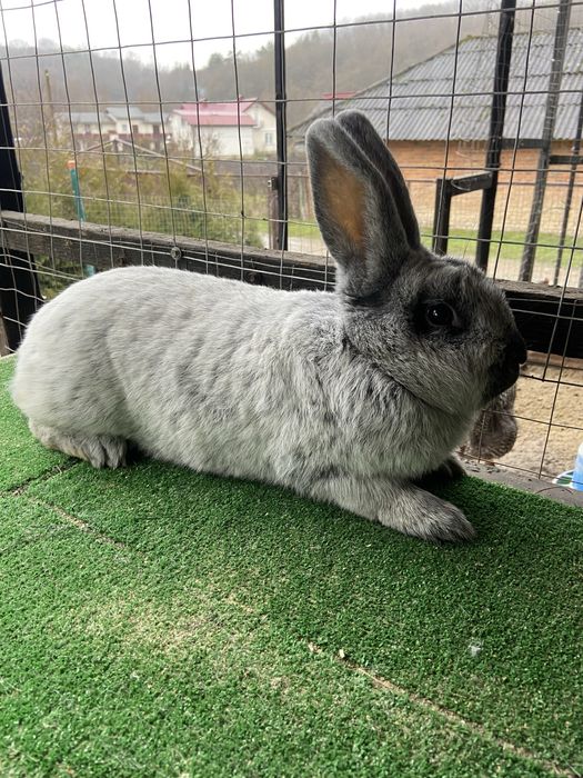 ВСС покрита самка