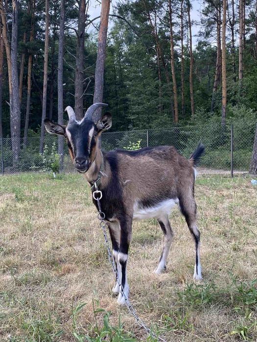 Продам альпійську козу