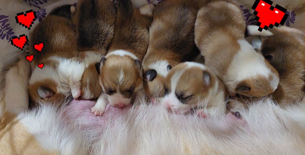 Чистокровные щенки с документами, супер Вельш Коржики