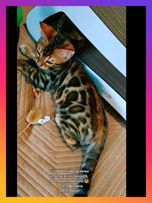 леопардовий котик готовий до переїзду!