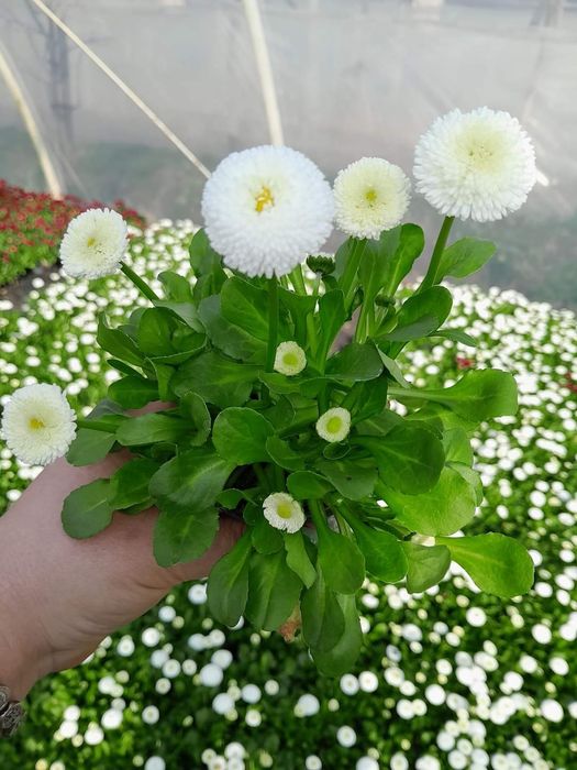 Маргаритка в наявності