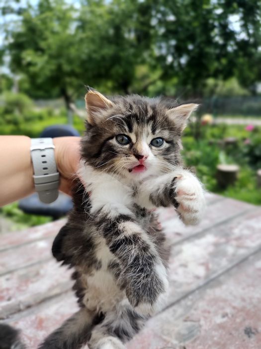 Сибірська кішка у добрі руки