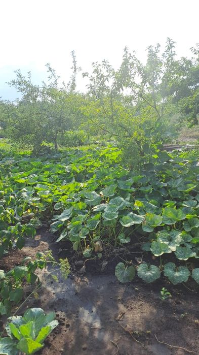 Продам дачу на Білопільській