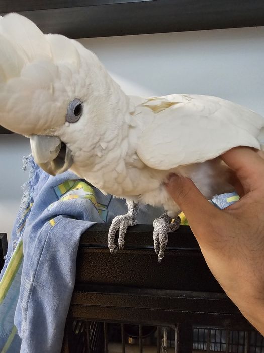 Papagaio Catatua