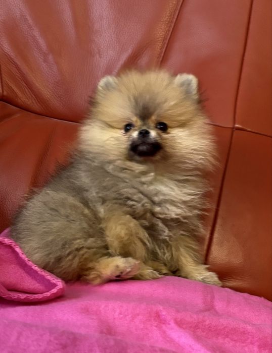 Szpic miniaturowy pomeranian