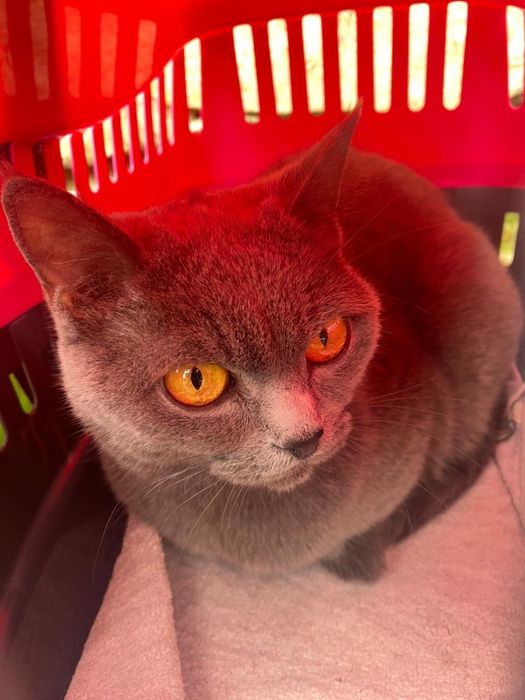 Перевезення тварин закордон. Виїзд кожного тижня! Доставка тварин.