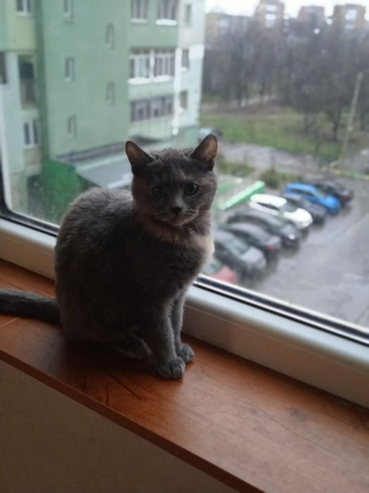 Котята Отдам в хорошие руки