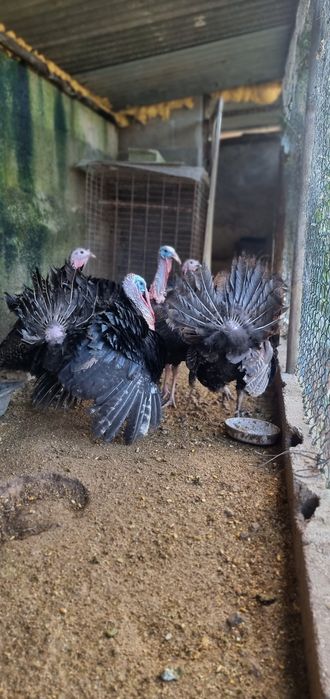 Vendo 3 casais de perús de várias cores