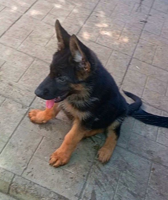 Шикарные щенки с прекрасной родословной.