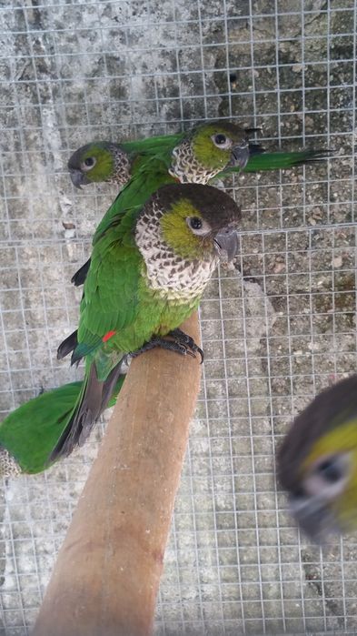 Pyrrhuras rupicola