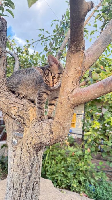 Кошечка, в добрые руки (без оплаты)