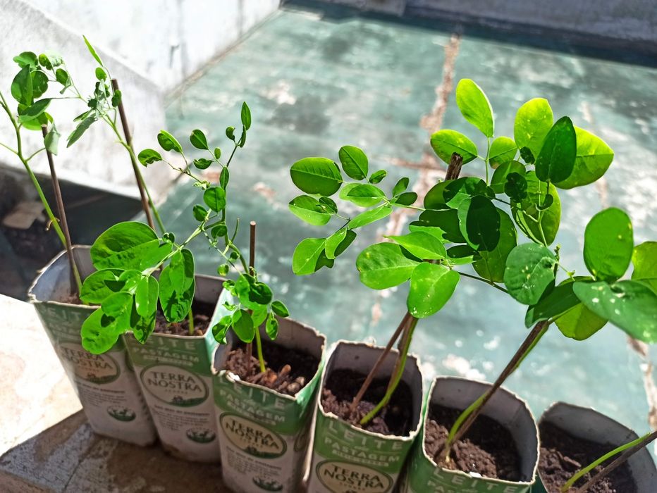 Plantas moringas orgânicas