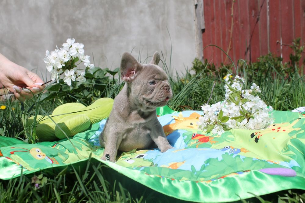 Красунчик чекає маму