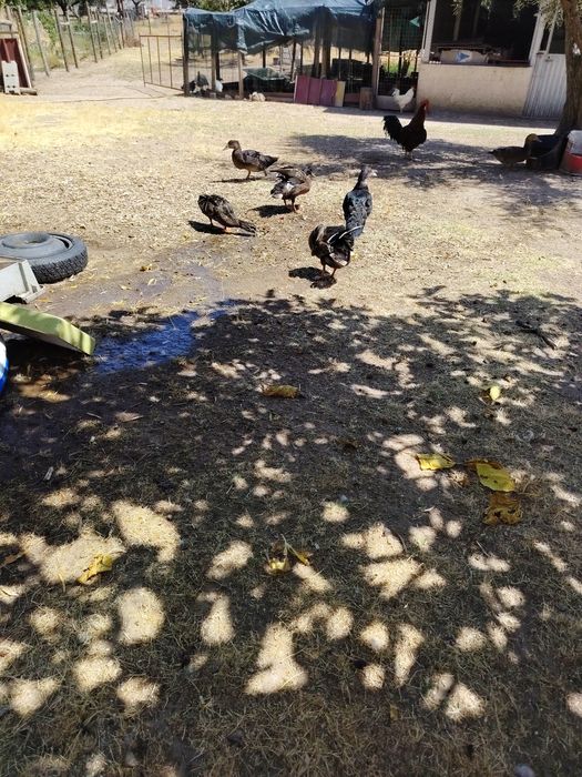 Vendo  Venda de caturras ,  patos bravos e patos mudoss