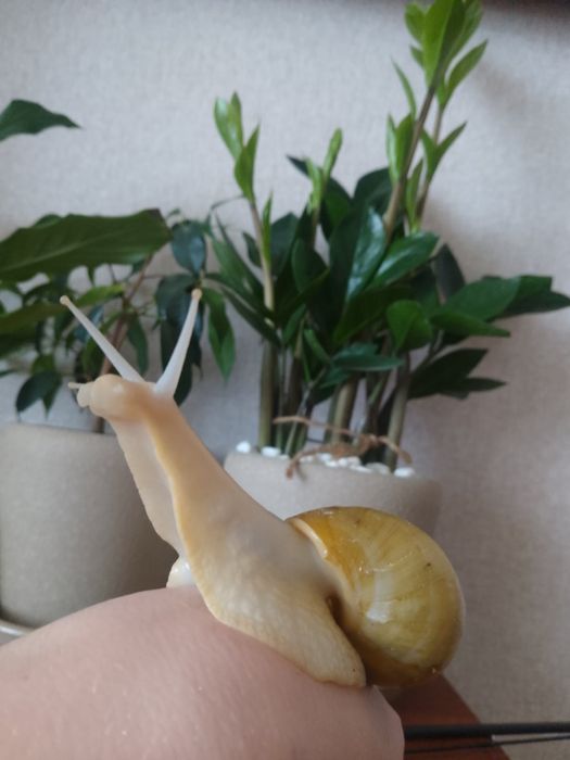 Шукають господарів