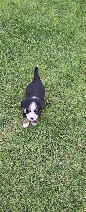 Bernenski pies pasterski Bernenczyk