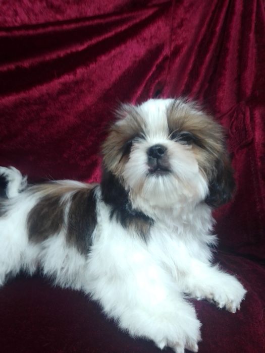 Яскравий хлопчик Ши-тцу