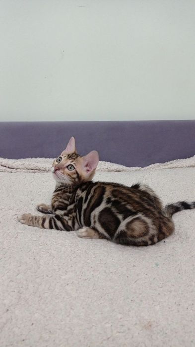 Бенгальські кошенята шоу класу