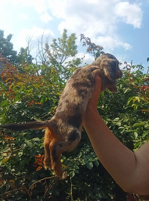 Довгошерстний мерле красень.