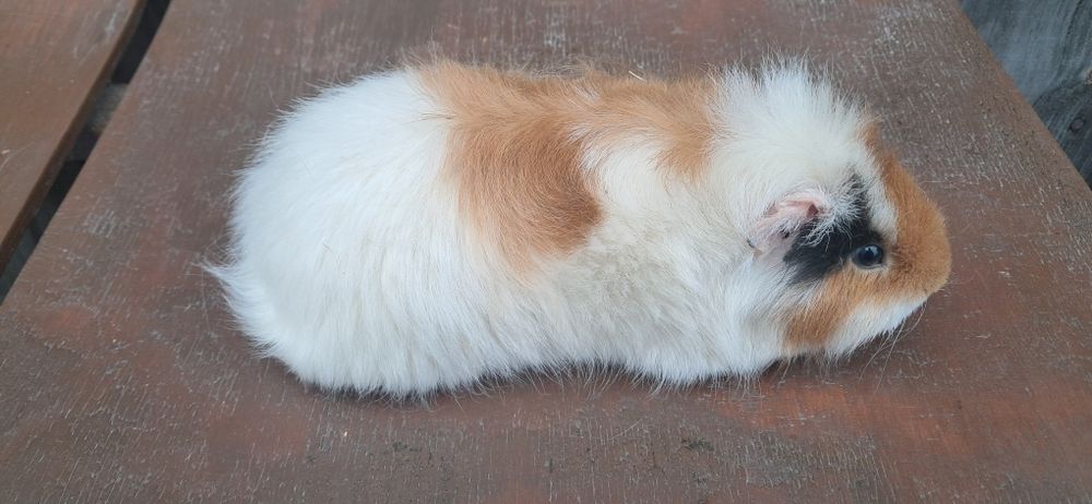 Świnki morskie samiczki, kawia domowa.