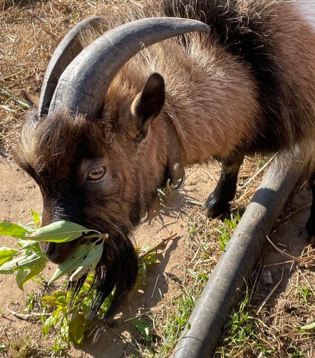 Vendo chibo anão com 3 anos