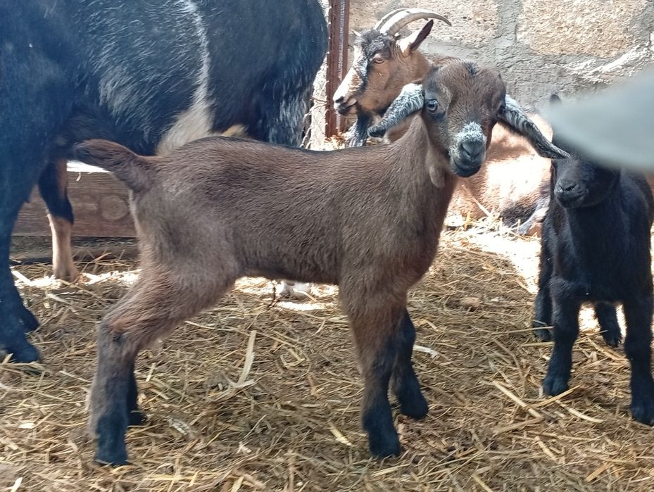 Альпо-нубійский козлик