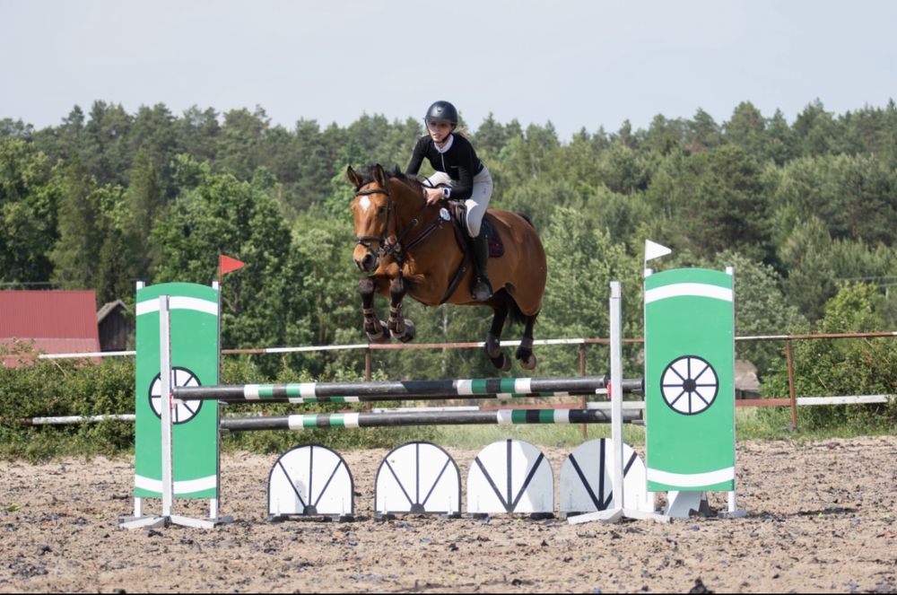 6 letni wałach do skoków