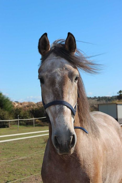 Lusitano puro, 4 anos, 1,71 m