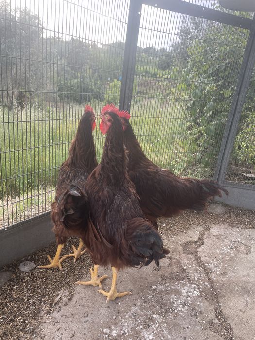 3 galos de Rhode Island Red (puros)