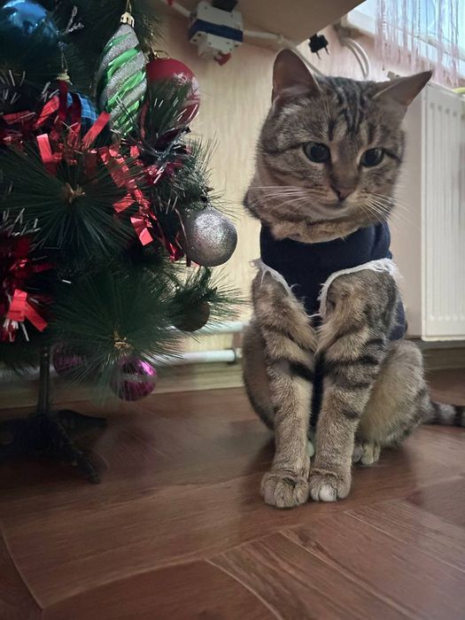 Стерилізована кішечка 8 місяців на святого Миколая по старому календар