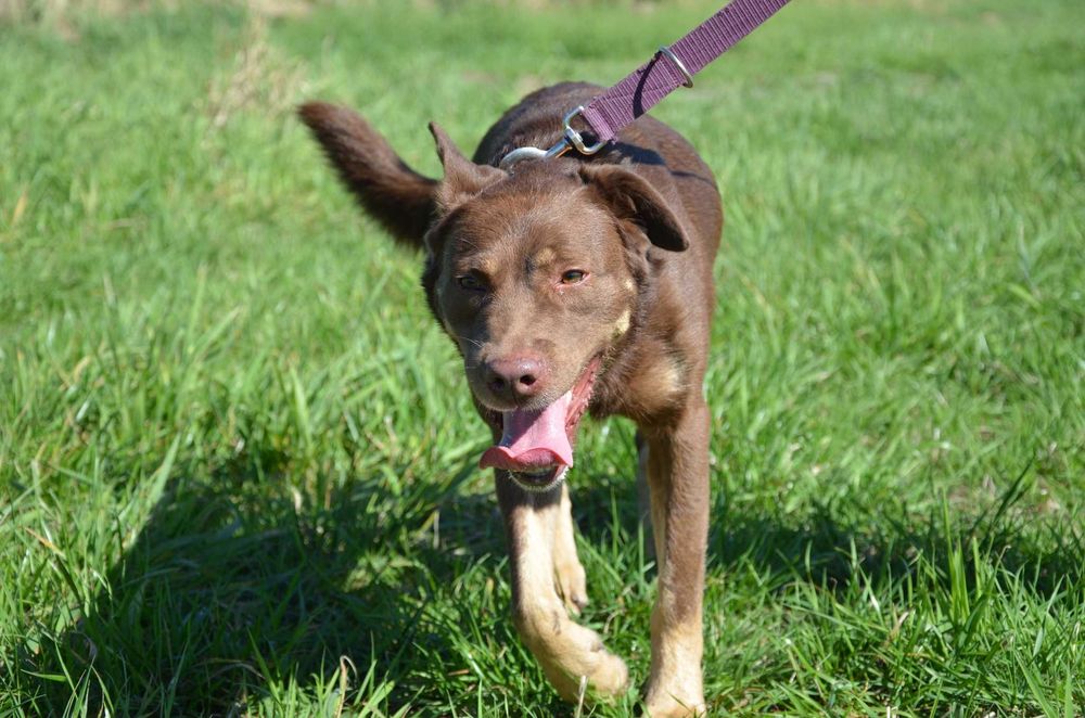 Brązowa wiercipięta pełna uroku - Burbon szuka domu