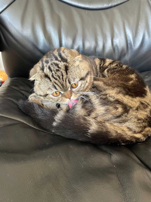 В'язка кота Скотіш-фолд Scottish Fold шотландський висловухий