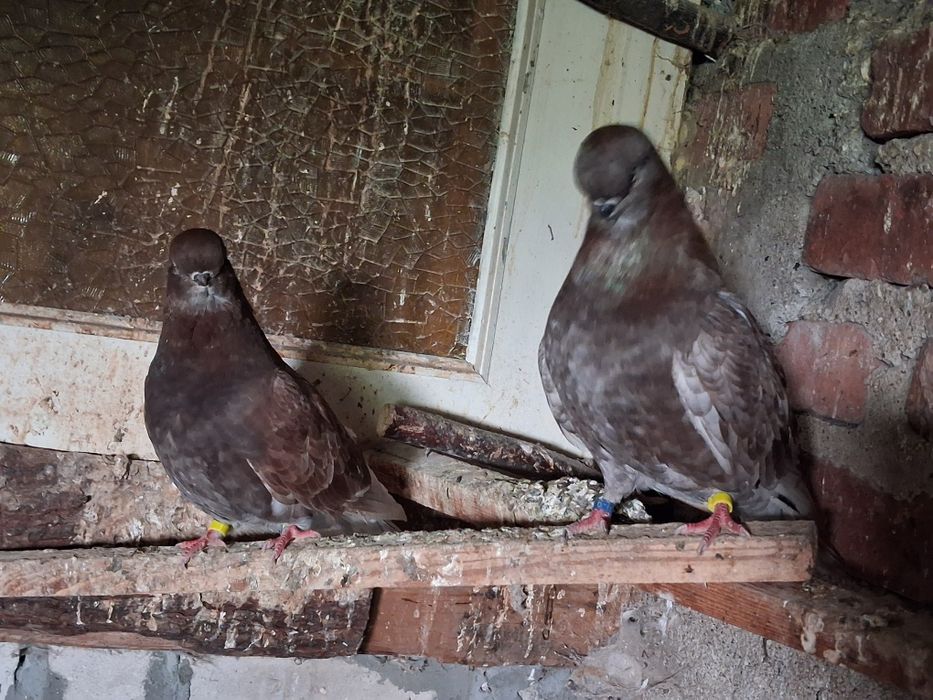 Long face para parzysta