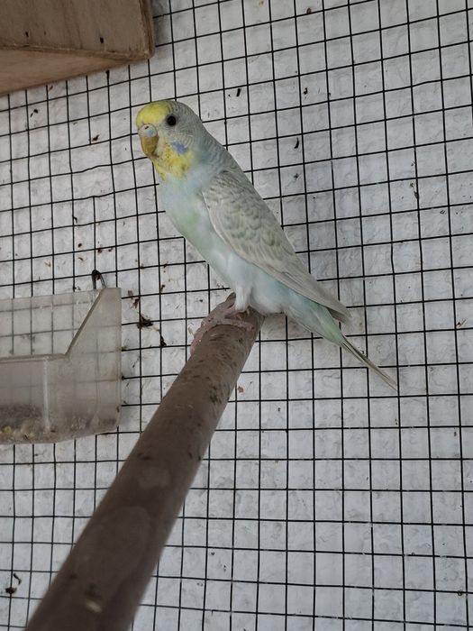 Piriquitos disponíveis